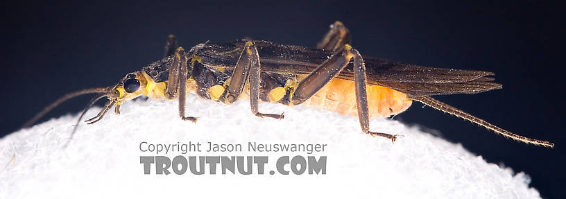 Paragnetina immarginata (Beautiful Stonefly) Stonefly Adult from Brodhead Creek in Pennsylvania