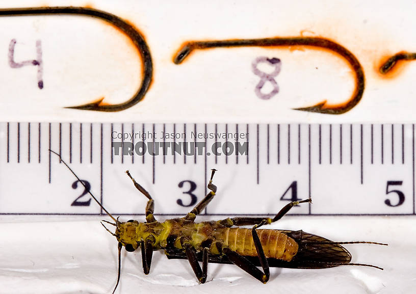 Paragnetina immarginata (Beautiful Stonefly) Stonefly Adult from Brodhead Creek in Pennsylvania