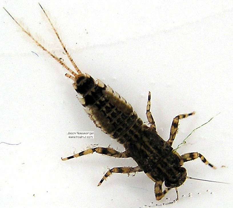 Ephemerella aurivillii Mayfly Nymph from unknown in Wisconsin