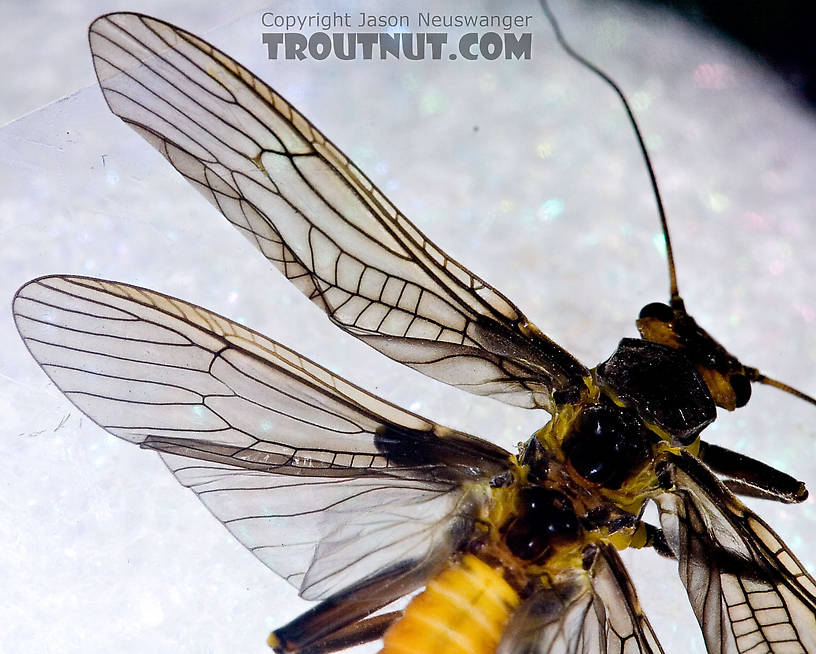 Paragnetina immarginata (Beautiful Stonefly) Stonefly Adult from Brodhead Creek in Pennsylvania