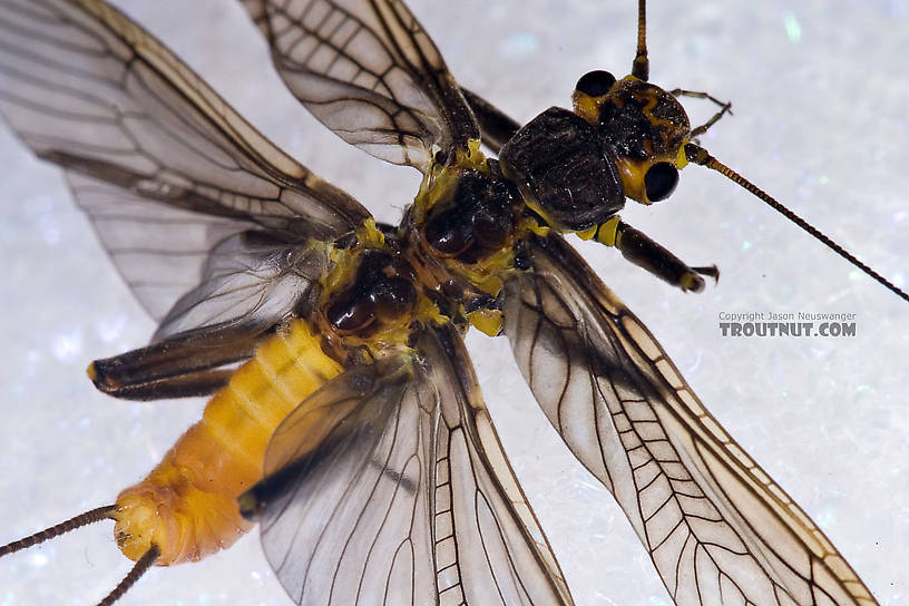 Paragnetina immarginata (Beautiful Stonefly) Stonefly Adult from Brodhead Creek in Pennsylvania