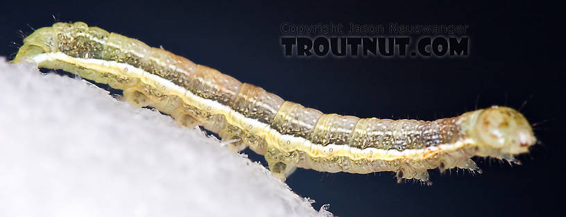 Geometridae (Inchworms) Moth Larva from Brodhead Creek in Pennsylvania