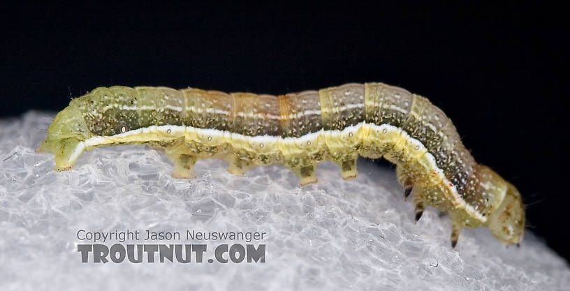 Geometridae (Inchworms) Moth Larva from Brodhead Creek in Pennsylvania