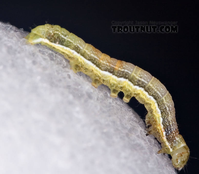 Geometridae (Inchworms) Moth Larva from Brodhead Creek in Pennsylvania