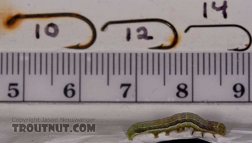 Geometridae (Inchworms) Moth Larva from Brodhead Creek in Pennsylvania