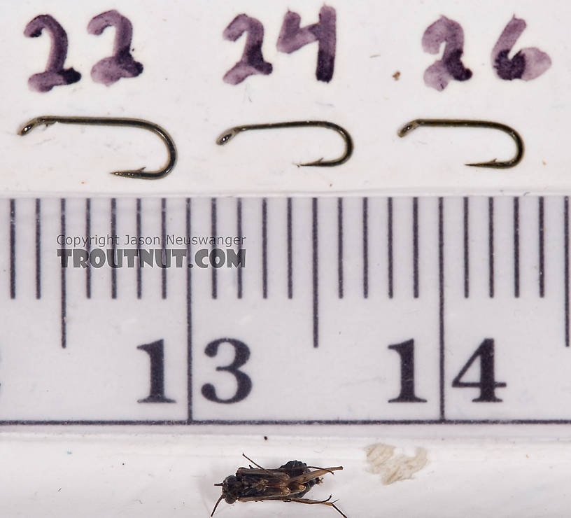 Female Dolophilodes distinctus (Tiny Black Gold Speckled-Winged Caddis) Caddisfly Adult from Brodhead Creek in Pennsylvania