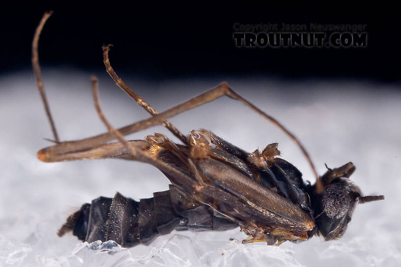 Female Dolophilodes distinctus (Tiny Black Gold Speckled-Winged Caddis) Caddisfly Adult from Brodhead Creek in Pennsylvania