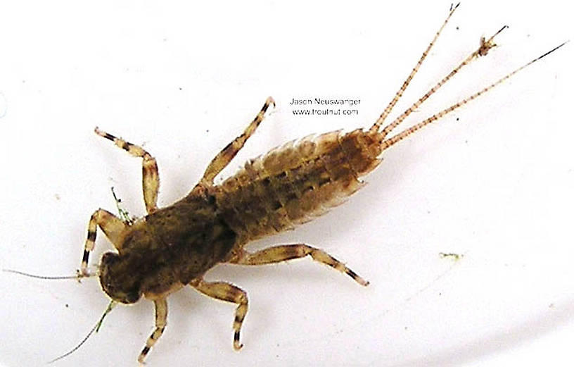 Ephemerella aurivillii Mayfly Nymph from unknown in Wisconsin