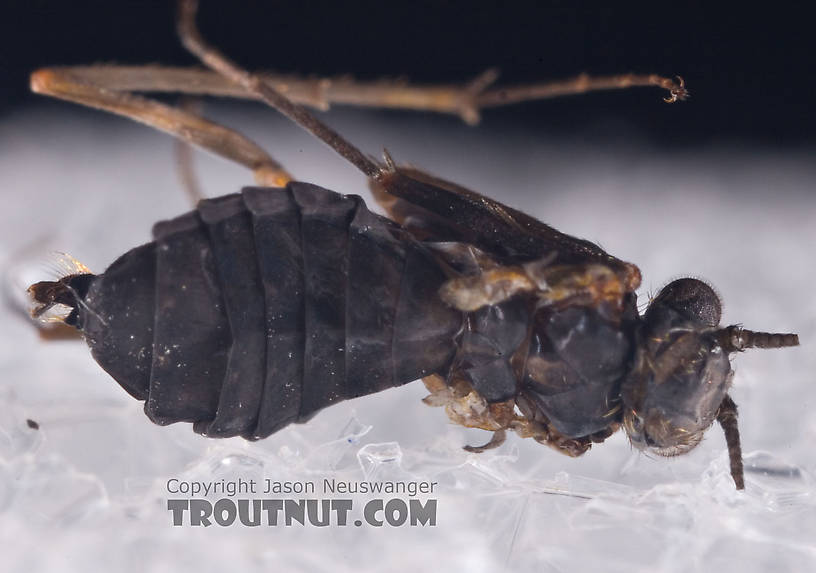 Female Dolophilodes distinctus (Tiny Black Gold Speckled-Winged Caddis) Caddisfly Adult from Brodhead Creek in Pennsylvania