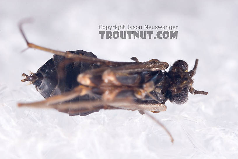 Female Dolophilodes distinctus (Tiny Black Gold Speckled-Winged Caddis) Caddisfly Adult from Brodhead Creek in Pennsylvania