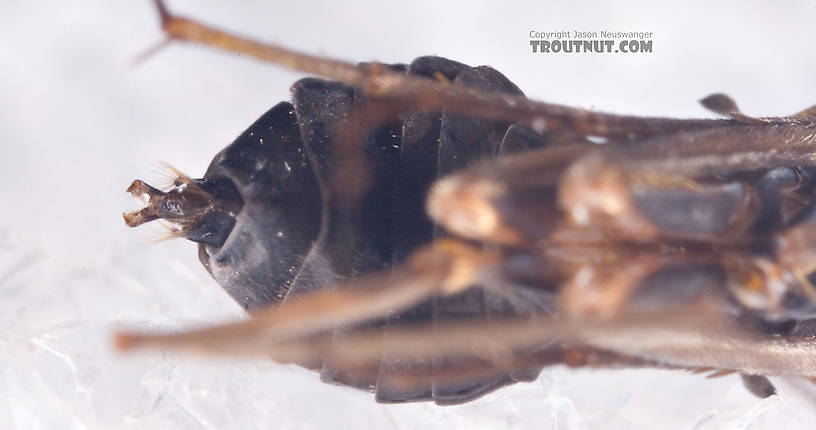 Female Dolophilodes distinctus (Tiny Black Gold Speckled-Winged Caddis) Caddisfly Adult from Brodhead Creek in Pennsylvania