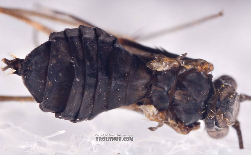 Female Dolophilodes distinctus (Tiny Black Gold Speckled-Winged Caddis) Caddisfly Adult from Brodhead Creek in Pennsylvania