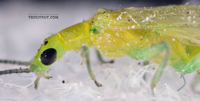 Alloperla (Sallflies) Stonefly Adult from Brodhead Creek in Pennsylvania