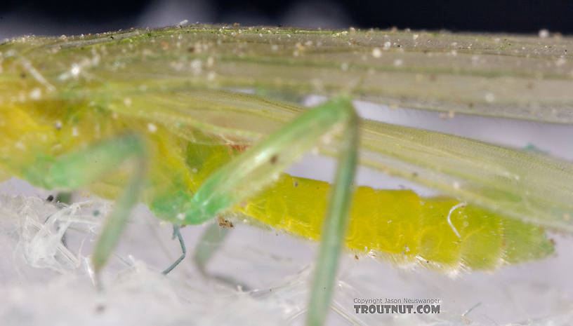 Alloperla (Sallflies) Stonefly Adult from Brodhead Creek in Pennsylvania