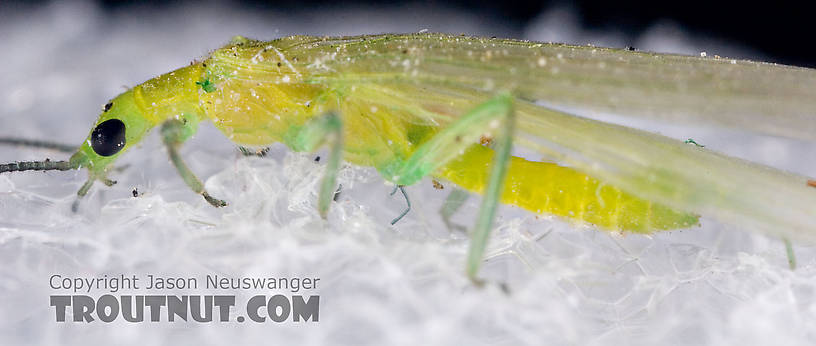 Alloperla (Sallflies) Stonefly Adult from Brodhead Creek in Pennsylvania