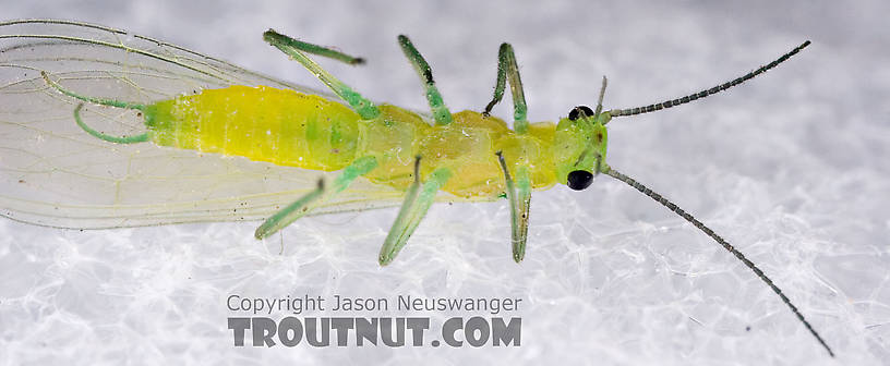 Alloperla (Sallflies) Stonefly Adult from Brodhead Creek in Pennsylvania