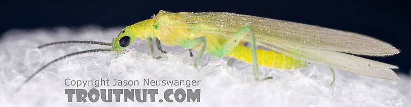 Alloperla (Sallflies) Stonefly Adult from Brodhead Creek in Pennsylvania