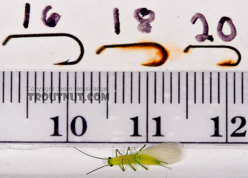 Alloperla (Sallflies) Stonefly Adult from Brodhead Creek in Pennsylvania