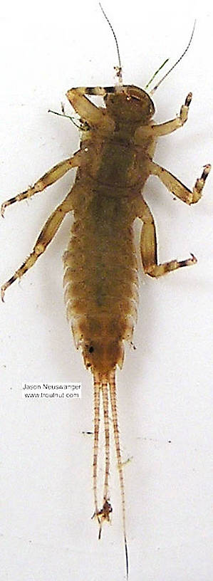 Ephemerella aurivillii Mayfly Nymph from unknown in Wisconsin