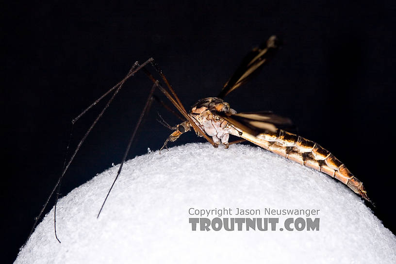 Tipulidae (Crane Flies) Crane Fly Adult from Brodhead Creek in Pennsylvania