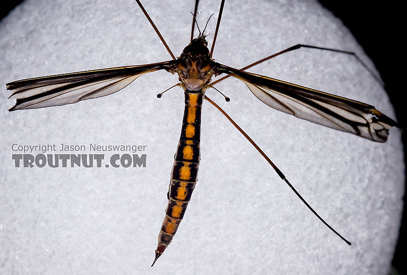 Tipulidae (Crane Flies) Crane Fly Adult from Brodhead Creek in Pennsylvania