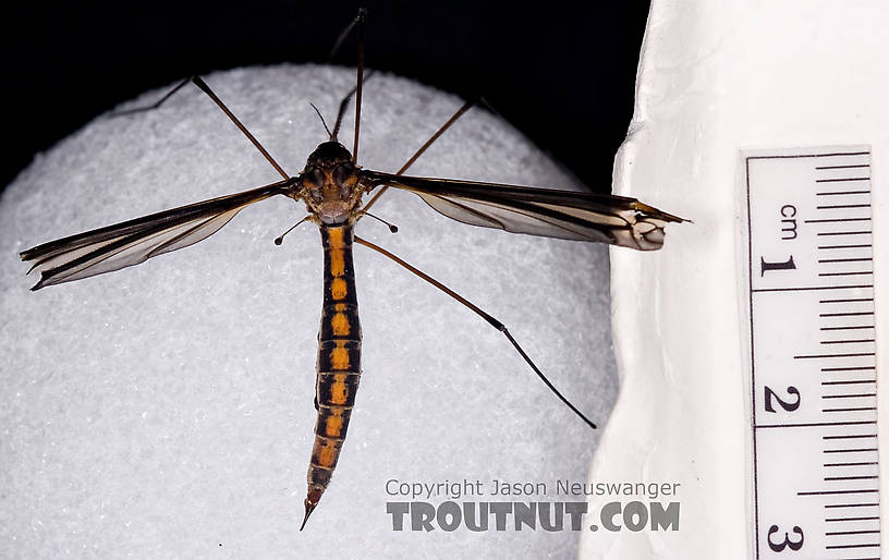 Tipulidae (Crane Flies) Crane Fly Adult from Brodhead Creek in Pennsylvania