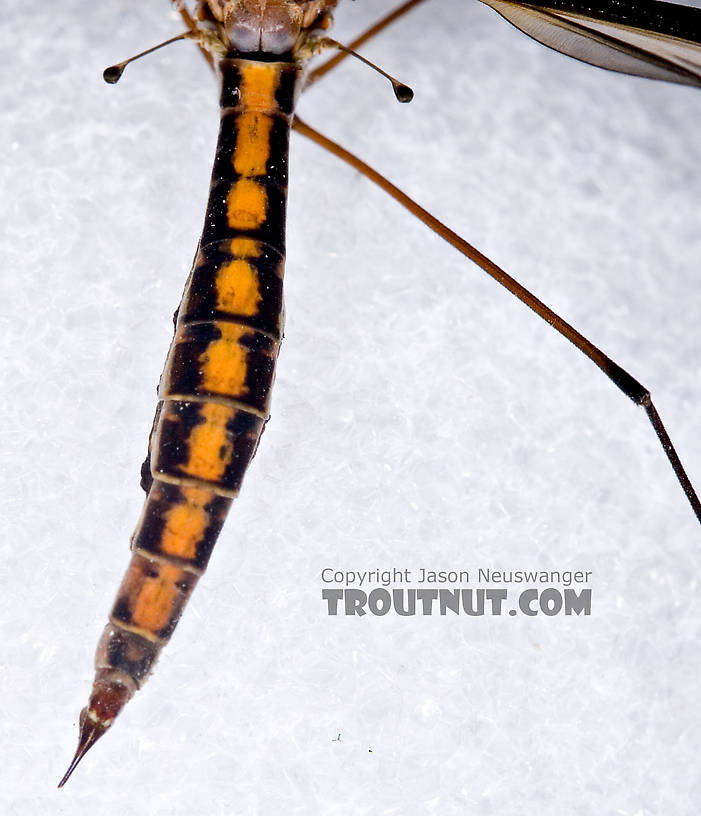 Tipulidae (Crane Flies) Crane Fly Adult from Brodhead Creek in Pennsylvania