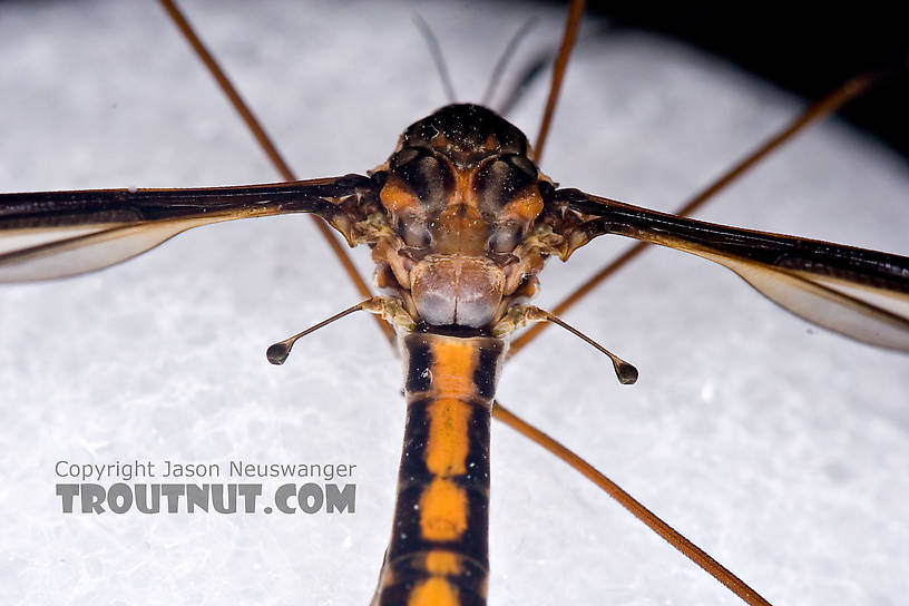 Tipulidae (Crane Flies) Crane Fly Adult from Brodhead Creek in Pennsylvania