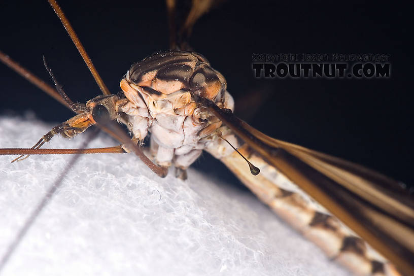 Tipulidae (Crane Flies) Crane Fly Adult from Brodhead Creek in Pennsylvania