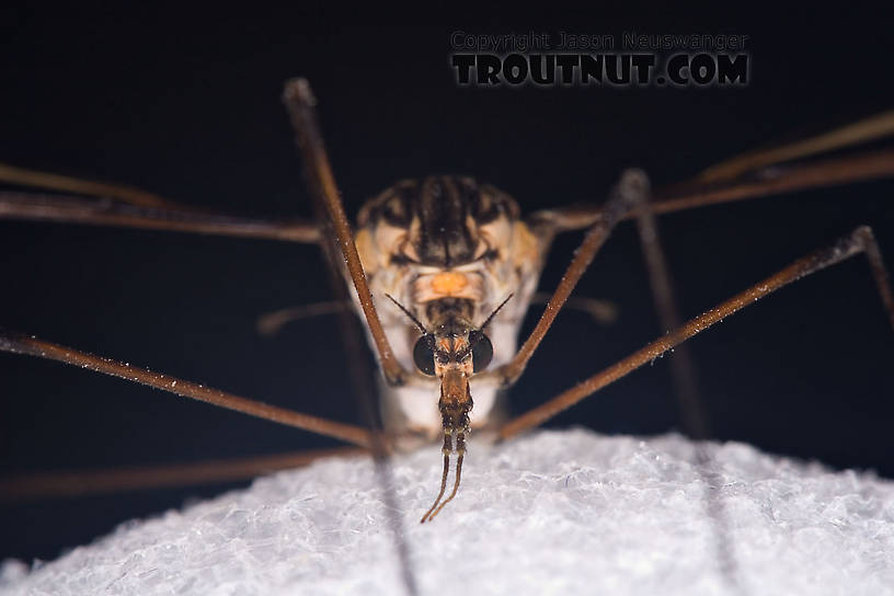 Tipulidae (Crane Flies) Crane Fly Adult from Brodhead Creek in Pennsylvania