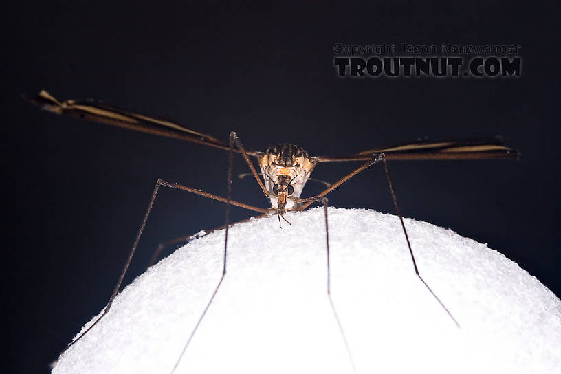 Tipulidae (Crane Flies) Crane Fly Adult from Brodhead Creek in Pennsylvania