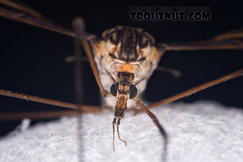 Tipulidae (Crane Flies) Crane Fly Adult from Brodhead Creek in Pennsylvania