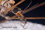 Tipulidae (Crane Flies) True Fly Adult