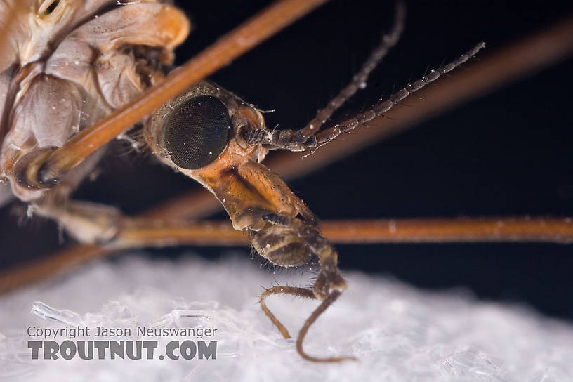 Tipulidae (Crane Flies) Crane Fly Adult from Brodhead Creek in Pennsylvania