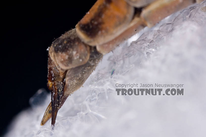 Tipulidae (Crane Flies) Crane Fly Adult from Brodhead Creek in Pennsylvania