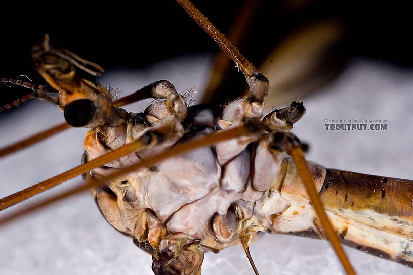 Tipulidae (Crane Flies) Crane Fly Adult from Brodhead Creek in Pennsylvania