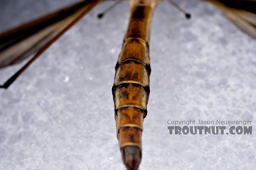 Tipulidae (Crane Flies) Crane Fly Adult from Brodhead Creek in Pennsylvania