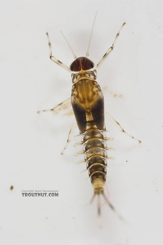 Male Baetidae (Blue-Winged Olives) Mayfly Nymph from Paradise Creek in Pennsylvania