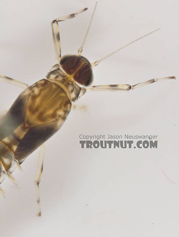 Male Baetidae (Blue-Winged Olives) Mayfly Nymph from Paradise Creek in Pennsylvania