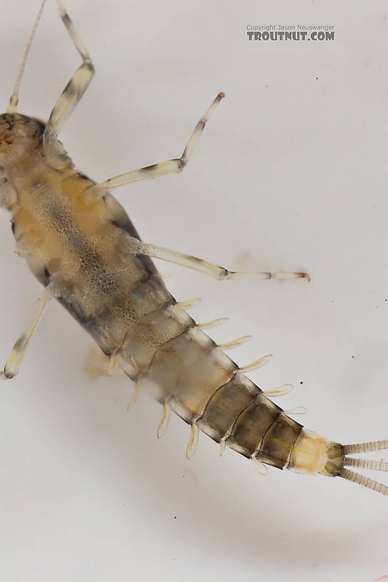 Male Baetidae (Blue-Winged Olives) Mayfly Nymph from Paradise Creek in Pennsylvania