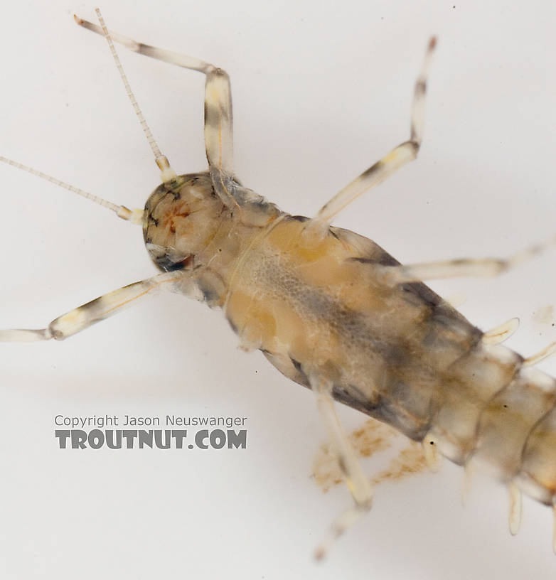 Male Baetidae (Blue-Winged Olives) Mayfly Nymph from Paradise Creek in Pennsylvania