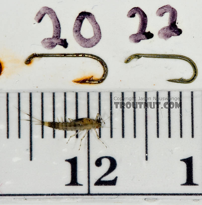 Male Baetidae (Blue-Winged Olives) Mayfly Nymph from Paradise Creek in Pennsylvania