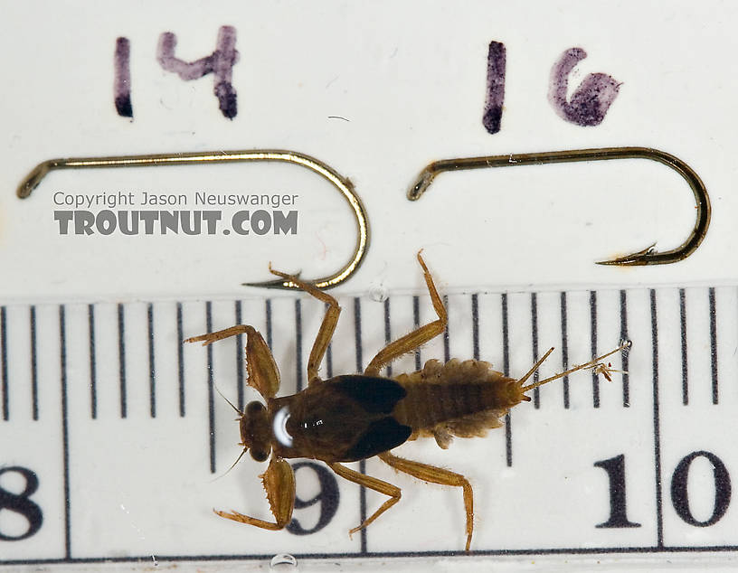 Drunella cornuta (Large Blue-Winged Olive) Mayfly Nymph from Paradise Creek in Pennsylvania