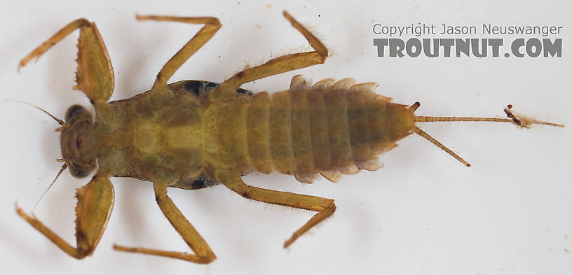 Drunella cornuta (Large Blue-Winged Olive) Mayfly Nymph from Paradise Creek in Pennsylvania