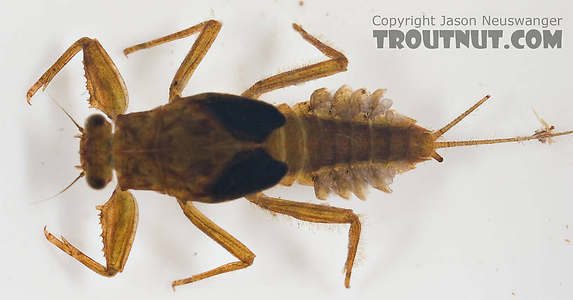 Drunella cornuta (Large Blue-Winged Olive) Mayfly Nymph from Paradise Creek in Pennsylvania