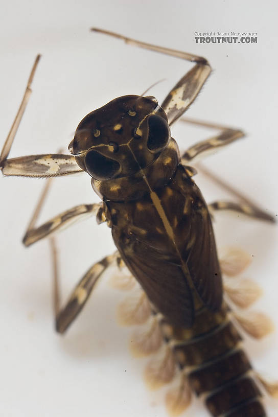 Here you can see the mouthparts protruding out the side in a top view of the head.  That's the identifying characteristic for Cinygmula.  Cinygmula subaequalis (Small Gordon Quill) Mayfly Nymph from Paradise Creek in Pennsylvania