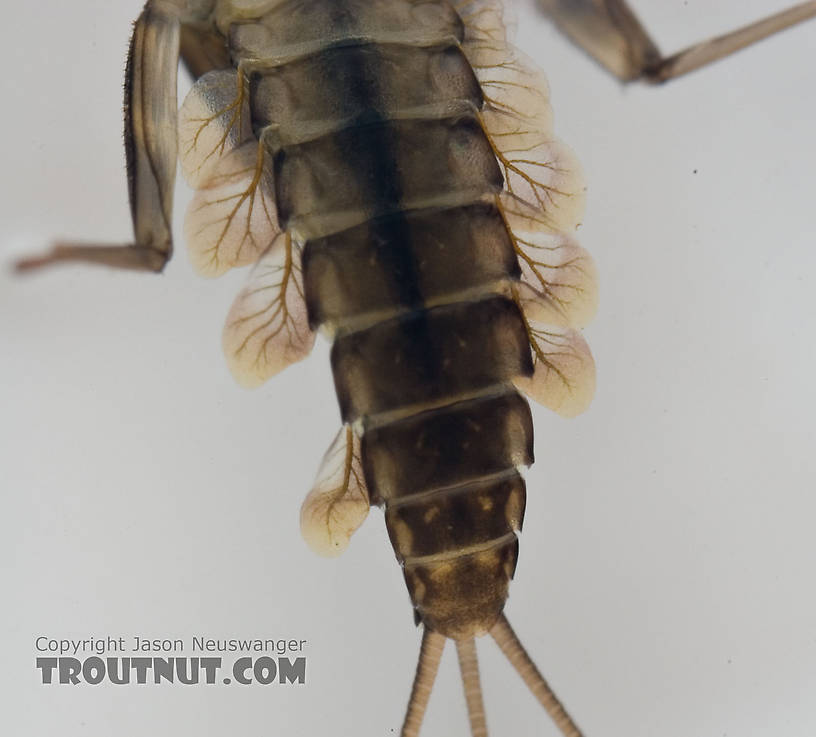 Cinygmula subaequalis (Small Gordon Quill) Mayfly Nymph from Paradise Creek in Pennsylvania