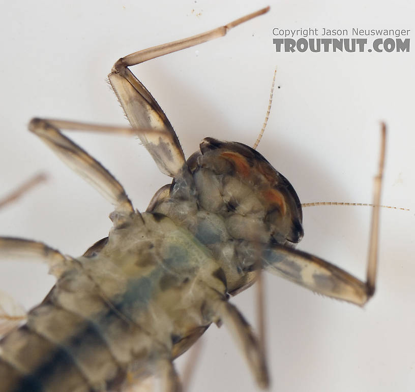 Cinygmula subaequalis (Small Gordon Quill) Mayfly Nymph from Paradise Creek in Pennsylvania