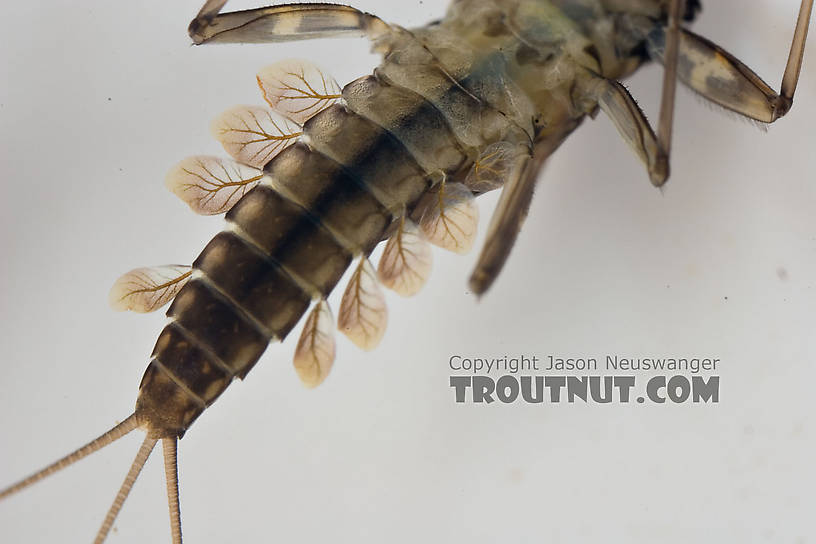 Cinygmula subaequalis (Small Gordon Quill) Mayfly Nymph from Paradise Creek in Pennsylvania