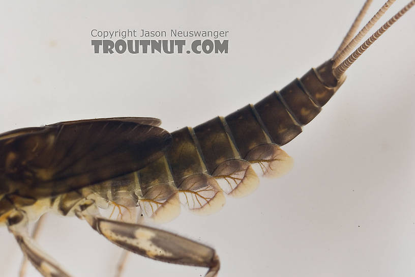 Cinygmula subaequalis (Small Gordon Quill) Mayfly Nymph from Paradise Creek in Pennsylvania